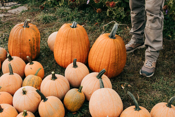 Man stands by pile of freshly harvested pumpkins outside on Fall day