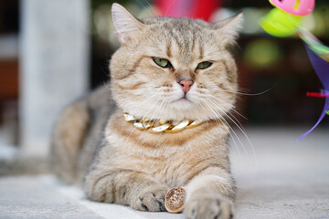 Fototapeta premium Luxury cat gold chain green eyes tabby fur relaxed indoor playful whiskers closeup pet