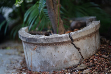 Cracked concrete planter tree green leaves outdoor damaged weathered garden autumn dry leaves natural light urban neglected rough texture broken decay nature peaceful tranquil rustic aged