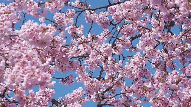 画面いっぱいの大寒桜の花