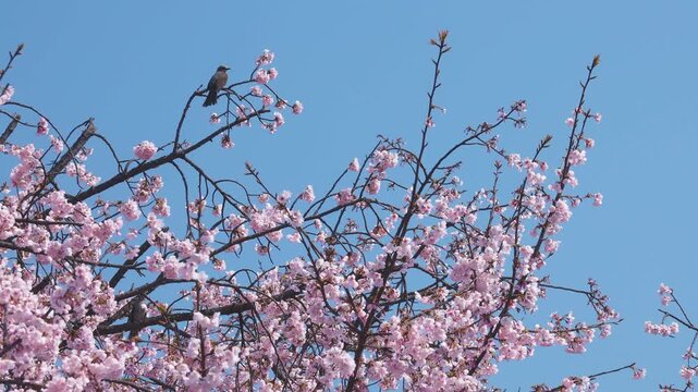 大寒桜と飛び立つ鳥