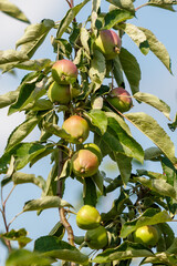Apples ripening on tree, surrounded by green leaves under blue sky