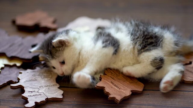 Cat playing on Wooden map of Switzerland world map made of wood as wall decoration. wall decorated with world map Switzerland wood puzzle.
