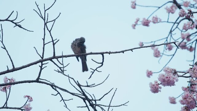桜の枝で毛繕いするヒヨドリ