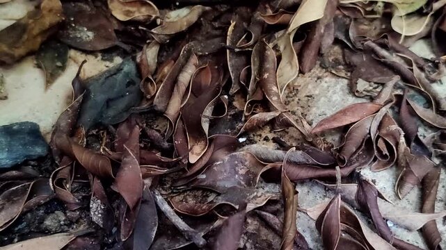 Close up of a pile of dry brown leaves that have fallen on the ground with a natural texture