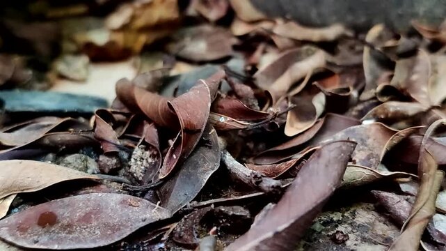 Close up of a pile of dry brown leaves that have fallen on the ground with a natural texture