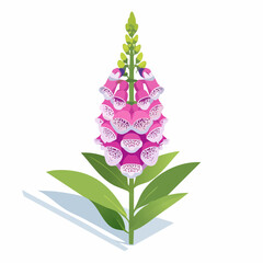Pink foxglove flower with green leaves and shadow with transparent background © Tahu