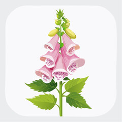 Pink foxglove flower isolated on white background © Tahu