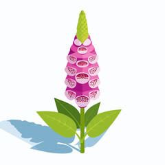 Pink foxglove flower with green leaves and shadow © Tahu