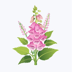 Pink foxglove flower with green leaves © Tahu