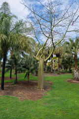 Obraz premium Palm and some other trees in a park standing over green grass under a cloudy sky in Spain