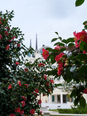 Obraz premium Vibrant Pink Camellia Flowers in Full Bloom. Close-Up Botanical Photography in a Luxury Resort Garden with Blurred Architecture.