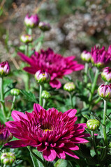 Vibrant fuchsia chrysanthemums bloom in the garden, showcasing delicate petals and green buds