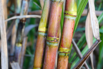 Fototapeta premium Sugarcane stalks growing in the field.