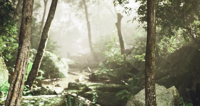 Misty forest stream with sunbeams filtering through canopy and mossy stones creek winds over rocks amid ferns and wet logs, dappled light and gentle babble