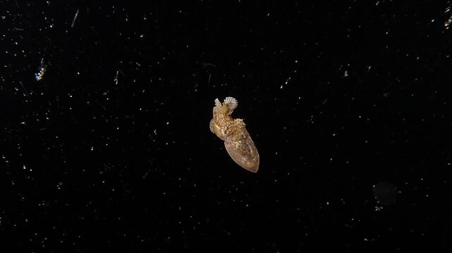 A juvenile Blue Ringed Octopus (Hapalochlaena spp.), during a blackwater dive in Anilao, Philippines