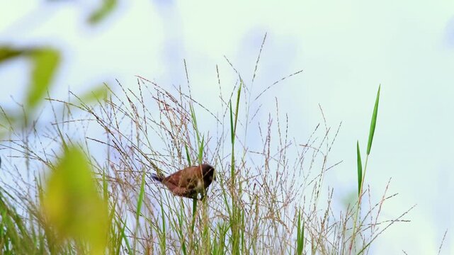 Bronze Mannikin (Spermestes cucullata) perched on tall grass in Bwindi Impenetrable National Park, Kanungu District, Western Region, Uganda, East Africa, wildlife close-up.