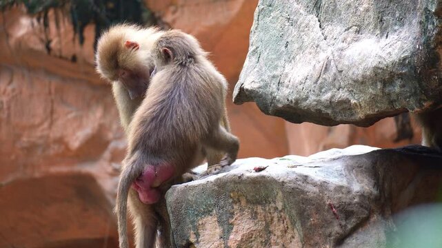 A pair of Hamadryas baboons (Papio hamadryas) climb up the rock, close up shot.