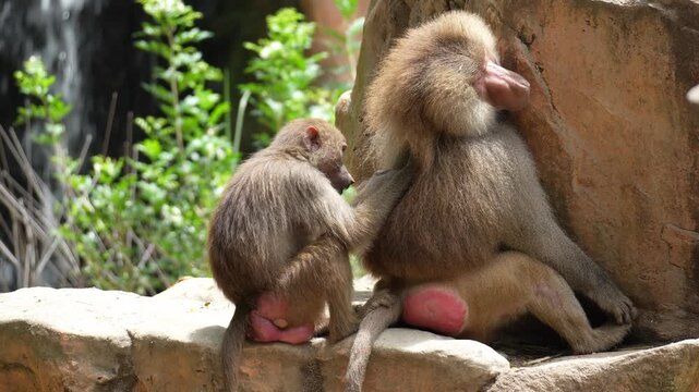 A female Hamadryas baboon (Papio hamadryas) grooms the male, picking through his fur and removing parasites, while the male sniffs the female's bottom, close up shot.