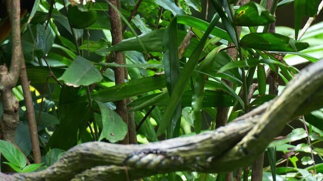 An Emperor tamarin monkey (Saguinus imperator) perches on the branch, curiously looking around the surroundings, and agilely leaps away, close up shot.