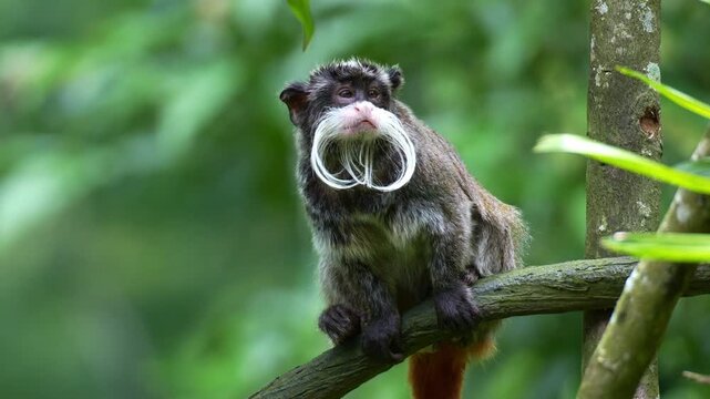 An Emperor tamarin monkey perches on the branch amidst a lush environment, curiously looking around its surroundings, scratches its head with its hind foot, and slowly walks away, close up shot.