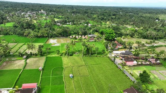 High aerial showing rice terraces, palm lines and village environment, Lombok, Nusa Tenggara Barat