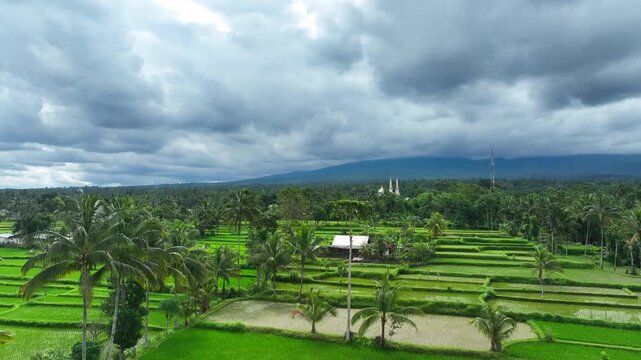 Vivid green paddies stretch toward a white mosque and dark mountain backdrop, Lombok, Nusa Tenggara Barat