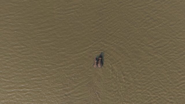Vertical aerial shot tracking a mother Asian elephant and her small calf swimming across a wide river in Ampara, Sri Lanka.
