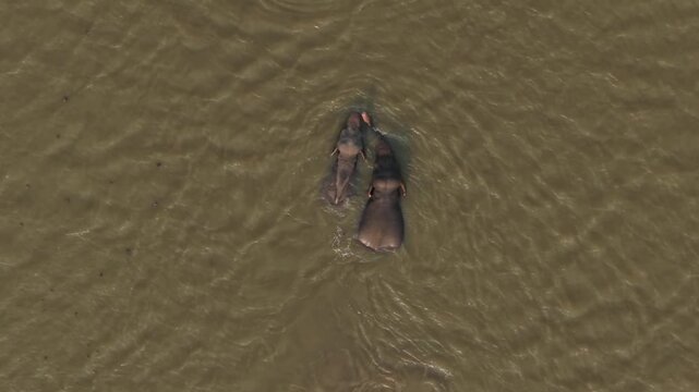 Bird's eye view of a small group of Asian elephants, including a calf, swimming across a river in Ampara, Sri Lanka.