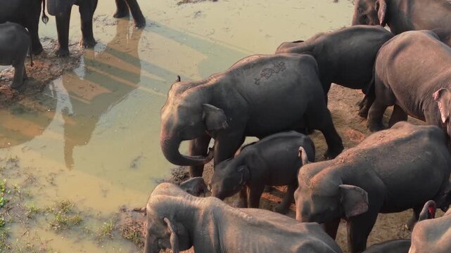 High-angle aerial zoom shot of a large herd of Asian elephants with calves in a muddy area of Ampara, Sri Lanka.