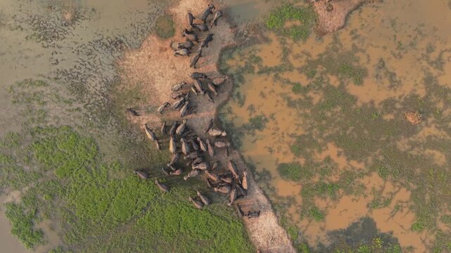 Top-down drone shot rising over a large herd of Asian elephants gathered on a muddy path in the wetlands of Ampara, Sri Lanka.