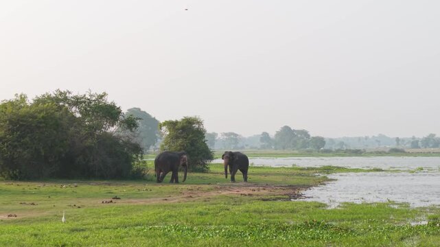 Low altitude drone shot flying left to right, tracking two Asian elephants walking on a grassy lakeshore in Ampara, Sri Lanka.