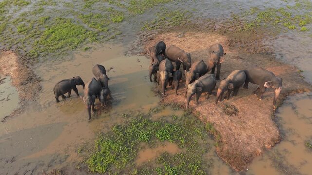 Aerial drone shot of a large herd of Asian elephants with calves on a marshy island in Ampara, Sri Lanka.