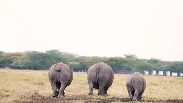 Rear view of three southern white rhinoceroses walking together as they graze across open grassland at Ol Pejeta Conservancy, Kenya