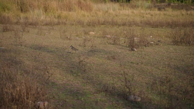 Red-wattled lapwing Vanellus Indicus Asian plover wader wandering across Jim Corbett nature reserve grounds