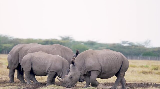 Three southern white rhinoceroses grazing together in open savannah grassland at Ol Pejeta Conservancy Kenya wildlife reserve