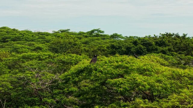 Aerial view of a black eagle launching into flight from a tree in the colombian plains