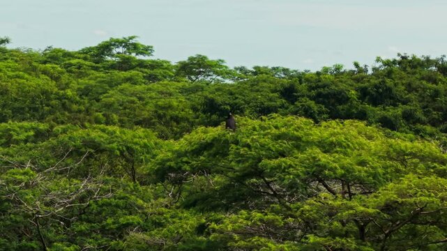 Majestic harpy eagle surveying its territory from the treetops of a dense green forest in colombia