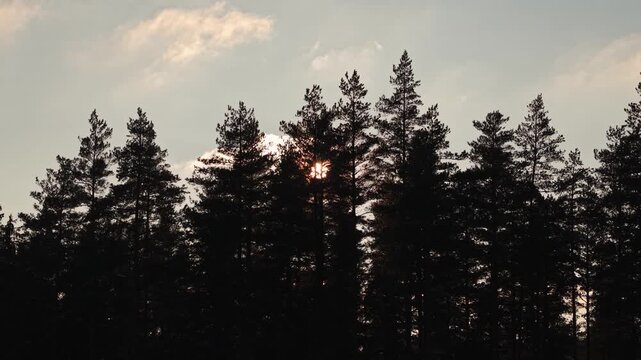 Tranquil sunset behind tree silhouettes creates a serene outdoor scene
