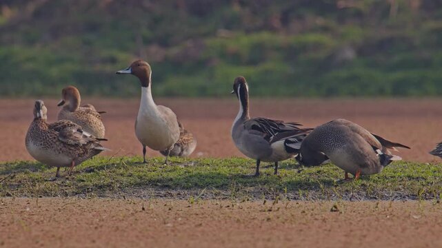 Northern Pintail waterfowl grazing and preening along natural lakeside habitat.