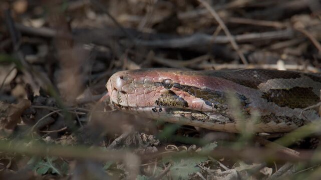 Indian Rock Python resting on dry leaves while flicking tongue to detect surroundings.