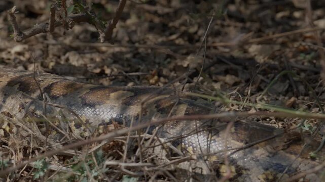 Python molurus resting quietly among brittle grass and forest debris in natural habitat.
