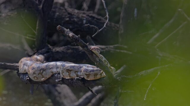 Close up of python snake lying on tree branch in forest highlighting camouflage, nature, and wild reptile environment.