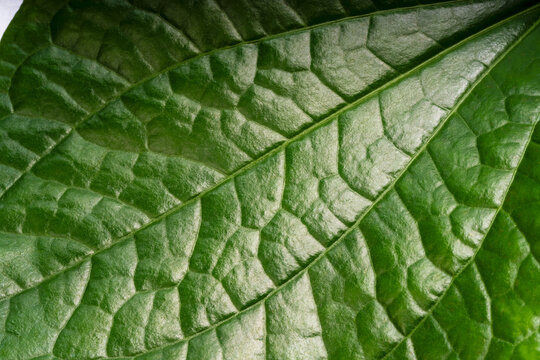 Close up green Piper sarmentosum leaf texture showing natural veins, fresh Wild Betel Leaf botanical foliage detail for nature, organic food and plant concept.