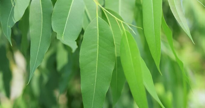 Eucalyptus leaves, Close-up of green eucalyptus leaves gently moving in natural light. Fresh herbal plant concept symbolizing nature, relaxation, and organic environment