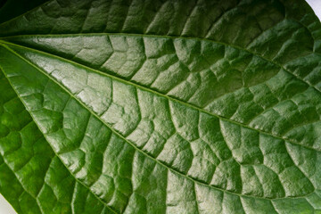 Fototapeta premium Close up green Piper sarmentosum leaf texture showing natural veins, fresh Wild Betel Leaf botanical foliage detail for nature, organic food and plant concept.
