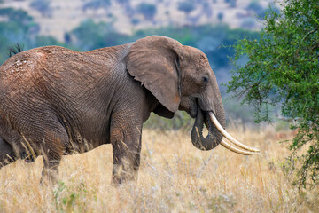 Majestic herd of African elephants walking on savanna at sunset, showcasing wildlife family bond in natural wilderness.