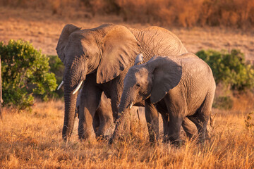 Majestic herd of African elephants walking on savanna at sunset, showcasing wildlife family bond in natural wilderness.