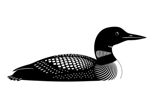 Black and white vector illustration of a loon bird swimming on a white background, minimalist style, clean lines