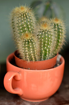  Golden Column Cactus, Vatricania guentheri, close up